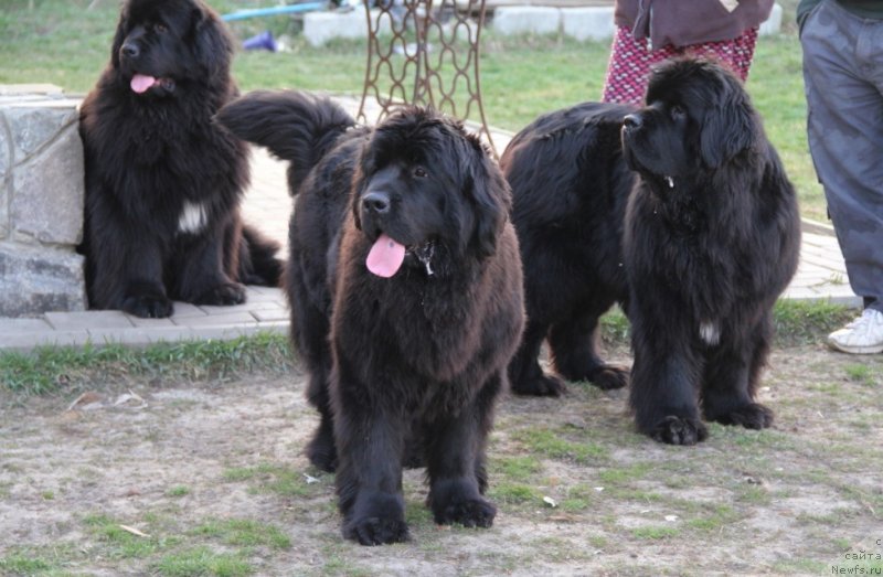 Фото: ньюфаундленд Allegro Con Brio Dinastiya Soverchenstva (Аллегро Кон Брио Династия Совершенства), ньюфаундленд Beguschaya po Volnam Regatta Katti Sark (Бегущая по Волнам Регатта Катти Сарк), ньюфаундленд Beguschaya po Volnam Hasta la Vista (Бегущая по Волнам Хаста ла Виста)