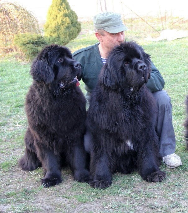 Фото: ньюфаундленд Allegro Con Brio Dinastiya Soverchenstva (Аллегро Кон Брио Династия Совершенства), ньюфаундленд Beguschaya po Volnam Hasta la Vista (Бегущая по Волнам Хаста ла Виста)