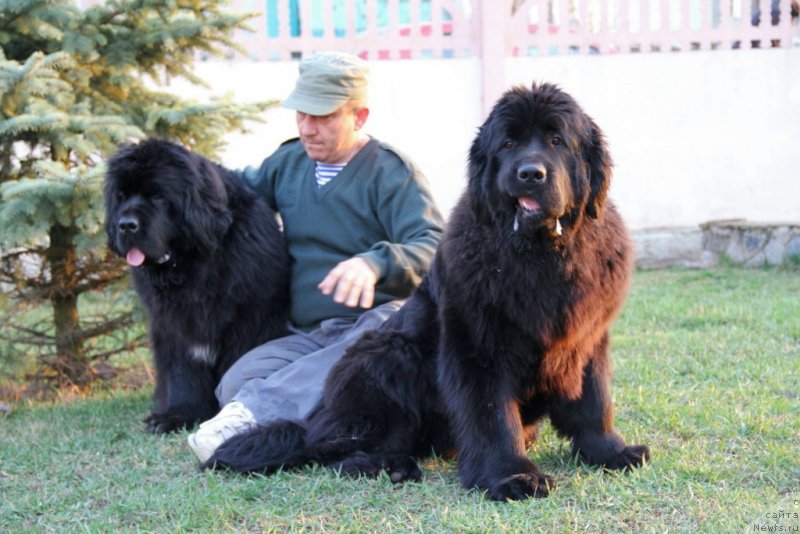 Фото: ньюфаундленд Beguschaya po Volnam Hasta la Vista (Бегущая по Волнам Хаста ла Виста), ньюфаундленд Allegro Con Brio Dinastiya Soverchenstva (Аллегро Кон Брио Династия Совершенства)