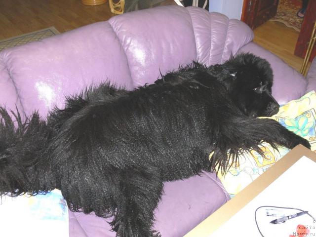 Фото: ньюфаундленд O Black Diamond Little Bear (О Блек Диамонд Литтл Беар)