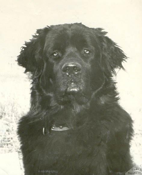 Фото: ньюфаундленд Viking (Викинг)