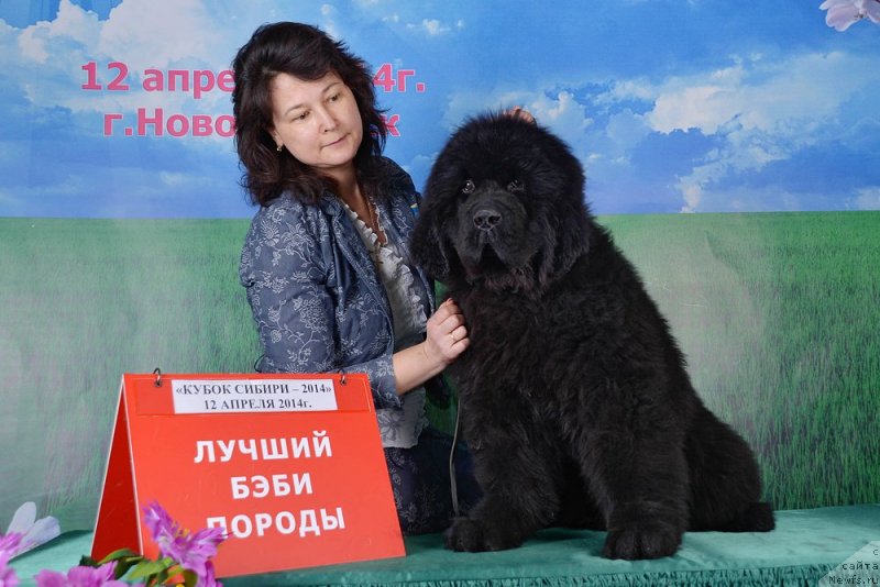 Фото: ньюфаундленд Rose Wanted Impressing Stunningly