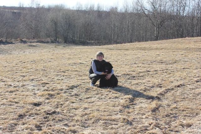 Фото: ньюфаундленд Blek Genius Brilliant (Блек Гениус Бриллиант)