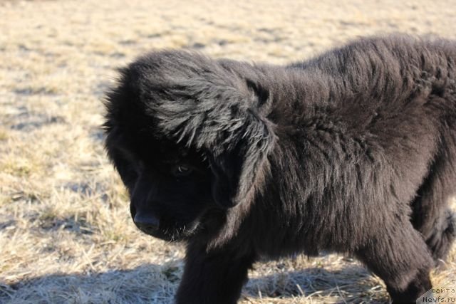 Фото: ньюфаундленд Blek Genius Brilliant (Блек Гениус Бриллиант)