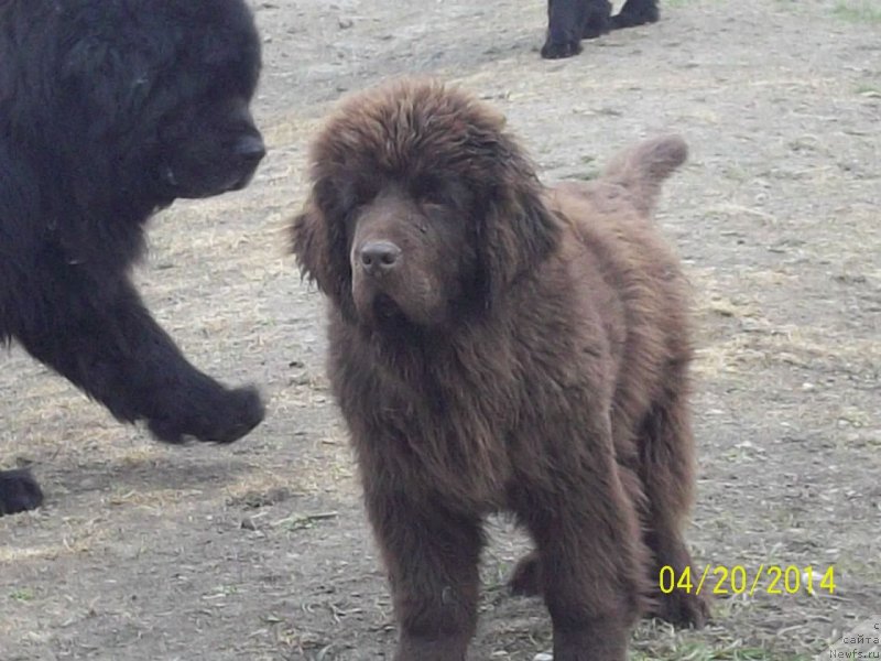 Фото: ньюфаундленд N'yufort YU'Severino (Ньюфорт Ю'Северино)