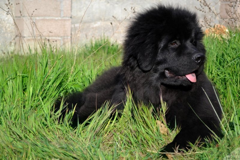 Фото: ньюфаундленд Chudesnaya Mira Kara Deniz