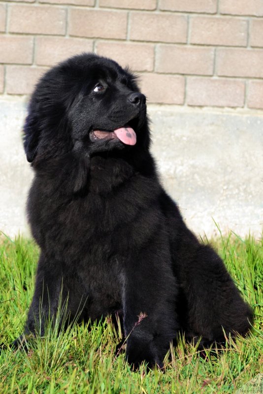 Фото: ньюфаундленд Chudesnaya Mira Kara Deniz