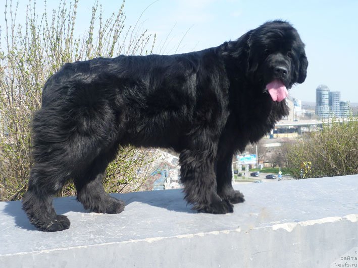 Фото: ньюфаундленд Sila s Berega Dona (Сила с Берега Дона)