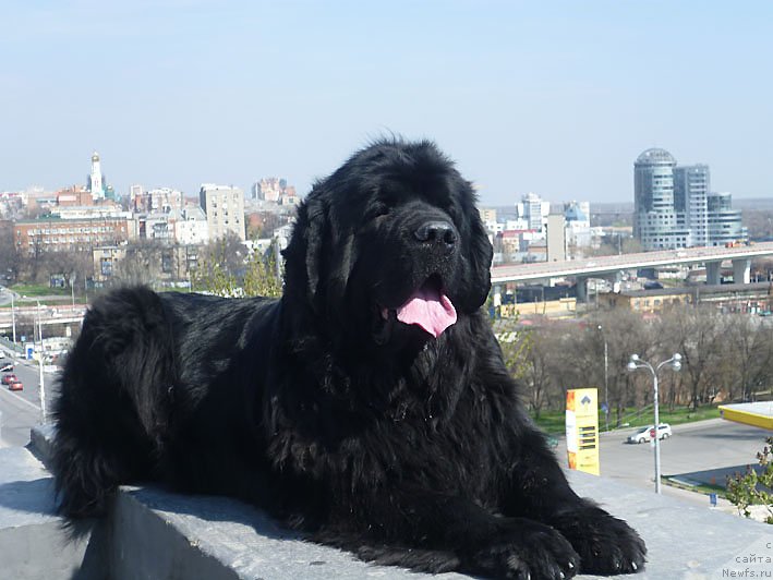 Фото: ньюфаундленд Sila s Berega Dona (Сила с Берега Дона)