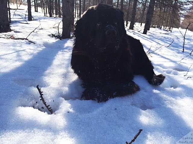 Фото: ньюфаундленд Chistolybivaya Chic s Berega Dona (Честолюбивая Чик с Берега Дона)
