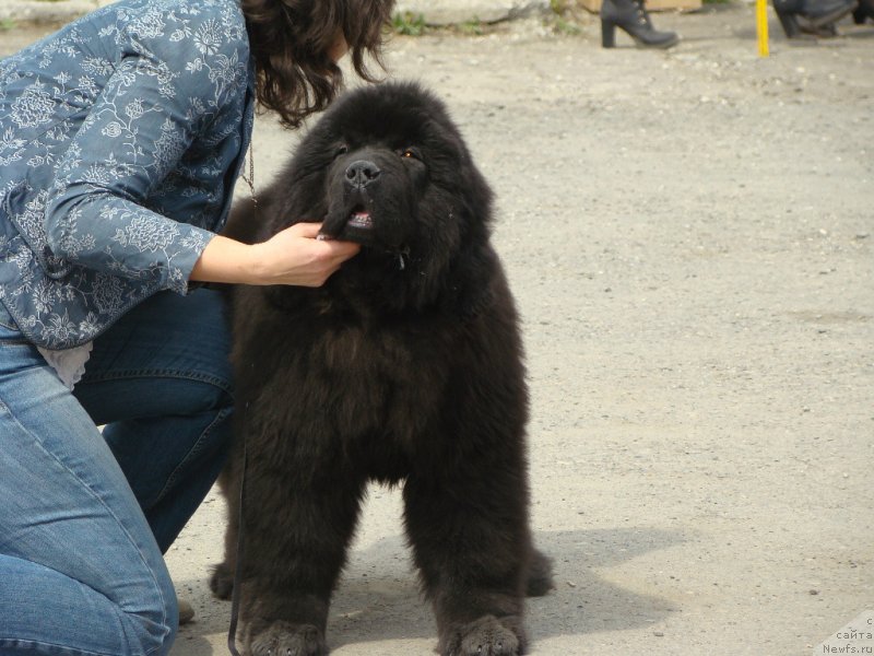 Фотография № 151464