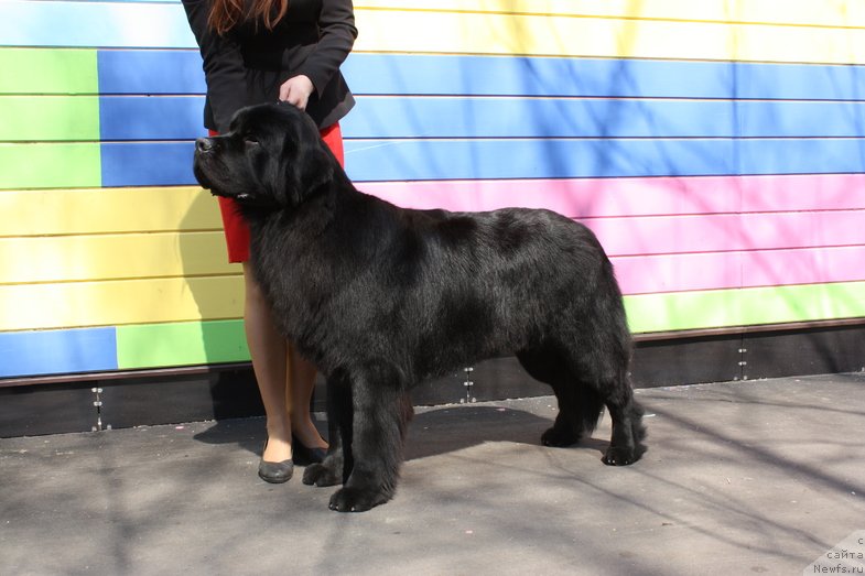 Фото: ньюфаундленд Chernyj Chank s Berega Dona (Черный Чанк с Берега Дона)