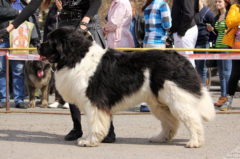 Фотография № 151470