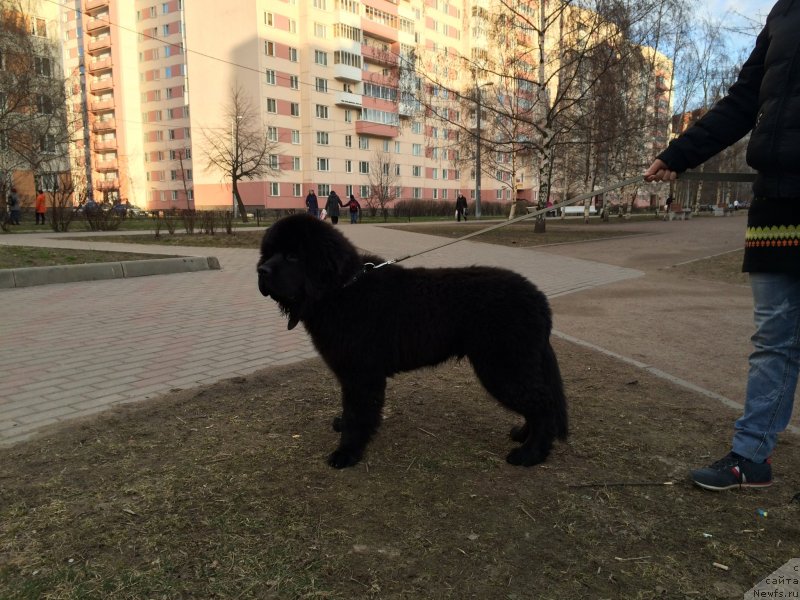 Фото: ньюфаундленд Smigar Uymari Urho (Смигар Уймари Урхо)