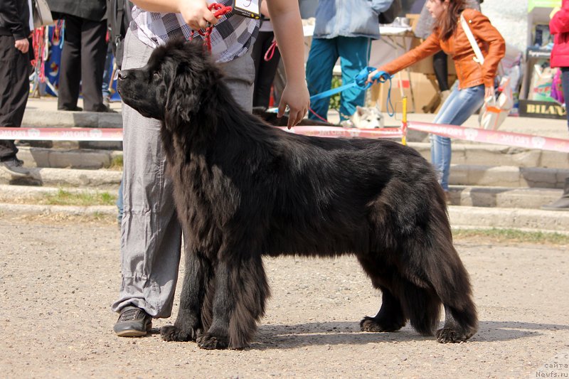 Фото: СОЛО ЮТА ИЗ ПЛЕМЕНИ КЕДРА