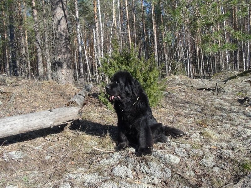 Фото: ньюфаундленд Lesnaya Skazka Lunnaya Sonata (Лесная Сказка Лунная Соната)