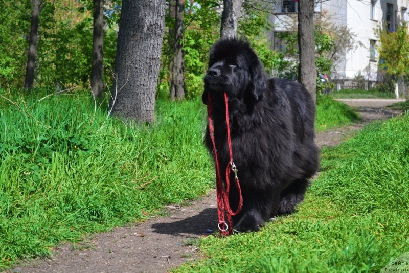Фото: ньюфаундленд Assol Anjelika (Ассоль Анжелика)