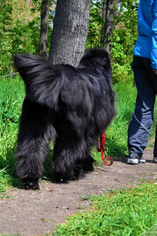 Фото: ньюфаундленд Assol Anjelika (Ассоль Анжелика)