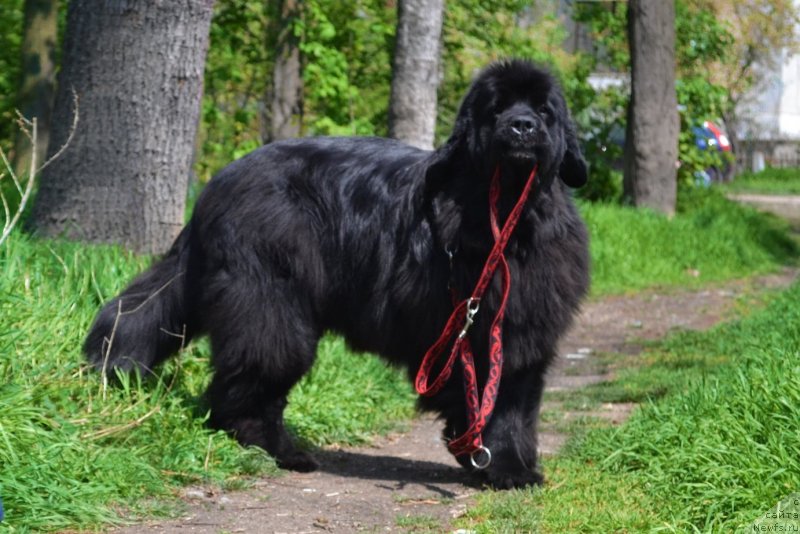Фото: ньюфаундленд Assol Anjelika (Ассоль Анжелика)
