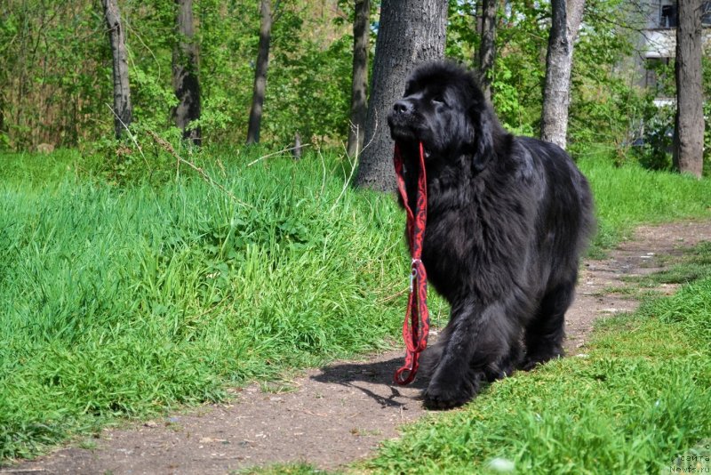 Фото: ньюфаундленд Assol Anjelika (Ассоль Анжелика)