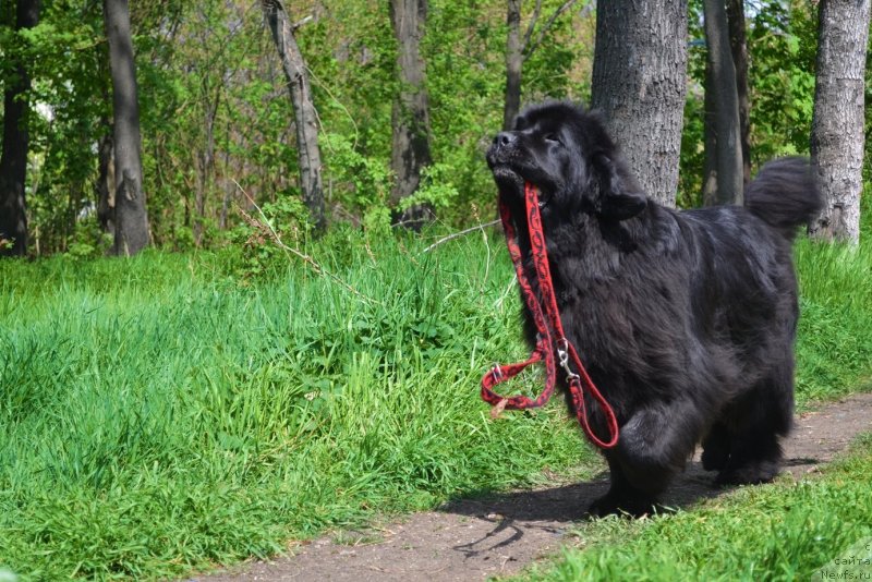 Фото: ньюфаундленд Assol Anjelika (Ассоль Анжелика)