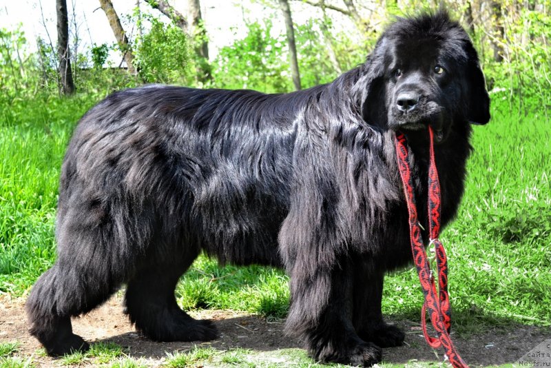 Фото: ньюфаундленд Assol Anjelika (Ассоль Анжелика)