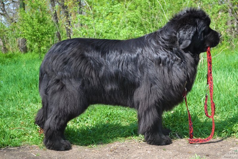 Фото: ньюфаундленд Assol Anjelika (Ассоль Анжелика)