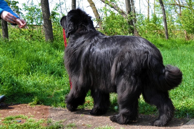 Фото: ньюфаундленд Assol Anjelika (Ассоль Анжелика)