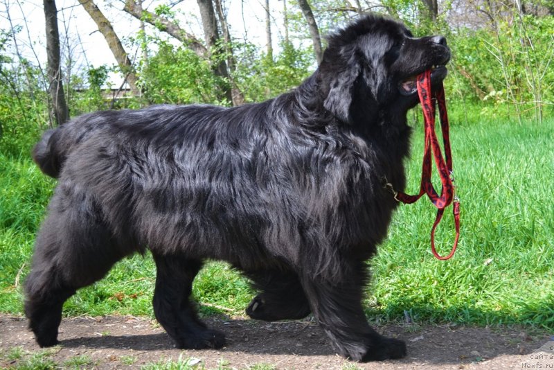 Фото: ньюфаундленд Assol Anjelika (Ассоль Анжелика)