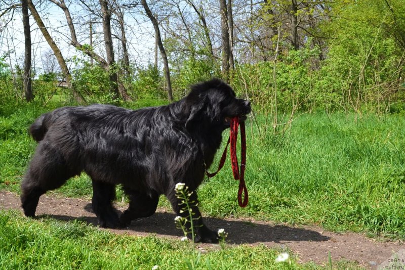Фото: ньюфаундленд Assol Anjelika (Ассоль Анжелика)