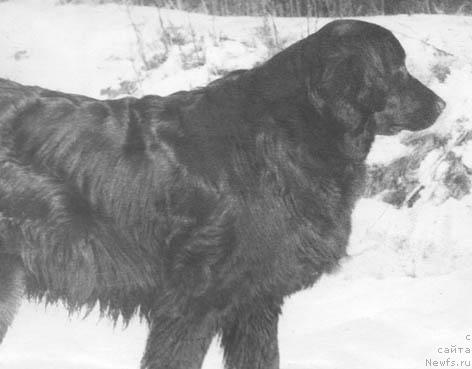 Фото: ньюфаундленд Jeyra Fedra (Жейра Федра)