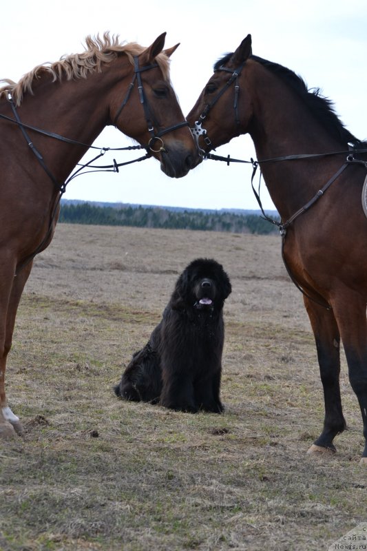 Фото: ньюфаундленд Simbad Pokoritel' Morey (Симбад Покоритель Морей)