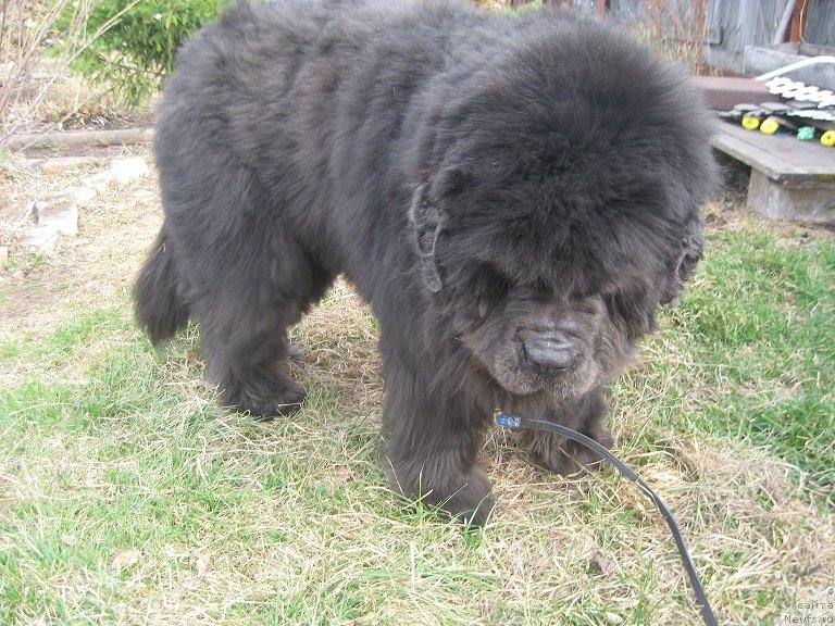 Фото: ньюфаундленд Zahar iz Medvej'ego YAra (Захар из Медвежьего Яра)