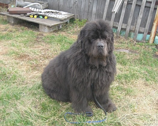 Фото: ньюфаундленд Zahar iz Medvej'ego YAra (Захар из Медвежьего Яра)