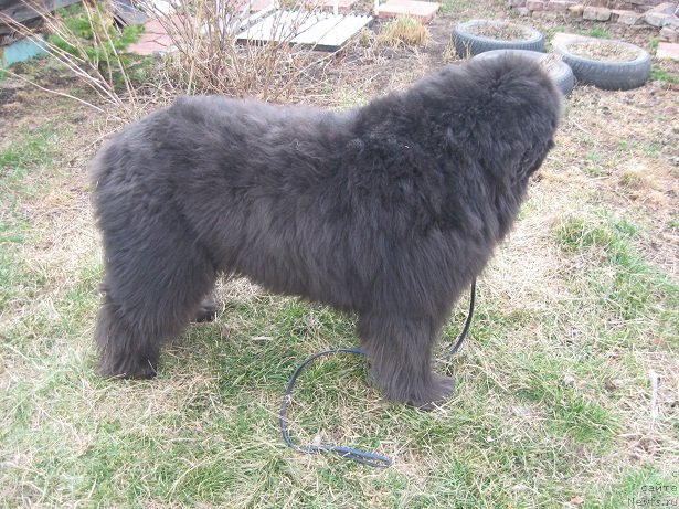 Фото: ньюфаундленд Zahar iz Medvej'ego YAra (Захар из Медвежьего Яра)