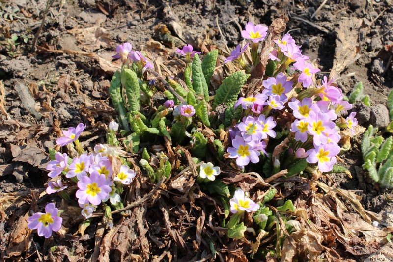 Фотография № 151531