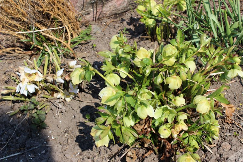 Фотография № 151535