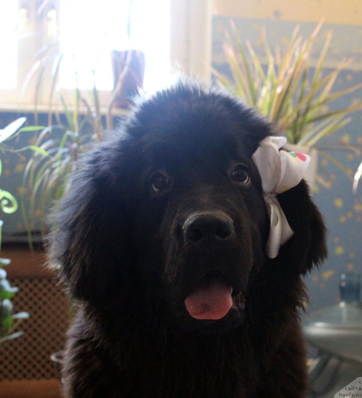 Фото: ньюфаундленд Mercedes Vialiki Miadzvedz (Мерседес Вялiкi Мядзведзь)