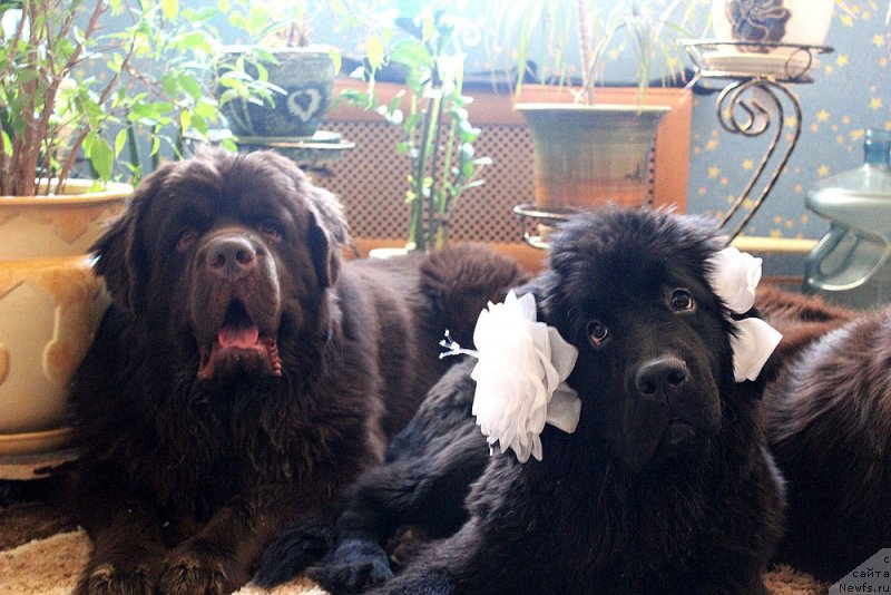 Фото: ньюфаундленд Charmer Denkam Bronze (Чармер Денкам Бронз), ньюфаундленд Mercedes Vialiki Miadzvedz (Мерседес Вялiкi Мядзведзь)