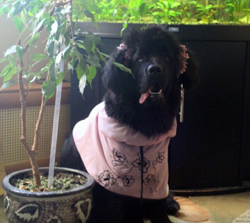 Фото: ньюфаундленд Mercedes Vialiki Miadzvedz (Мерседес Вялiкi Мядзведзь)