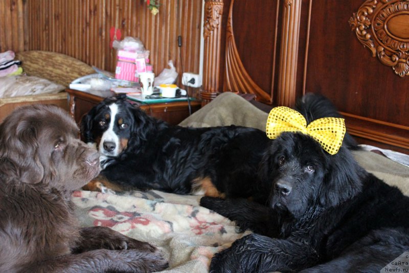 Фото: ньюфаундленд Velikiy Medved' Kameliya (Великий Медведь Камелия), ньюфаундленд Mercedes Vialiki Miadzvedz (Мерседес Вялiкi Мядзведзь)