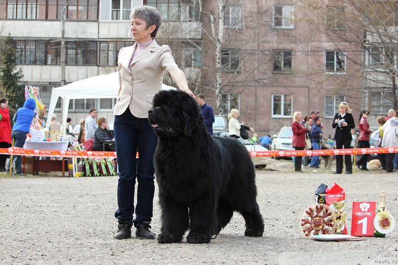 Фото: ньюфаундленд S'Nezhnaya Vjuga Alyaniko del Vulture (С'Нежная Вьюга Альянико Дель Вультуре)