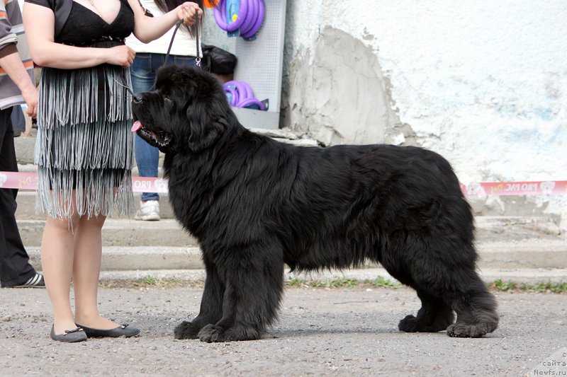 Фото: ньюфаундленд Super Premium Lillihamer (Супер Премиум Лиллихаммер)