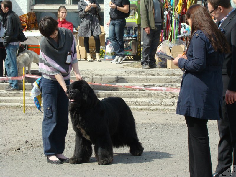 Фото: ньюфаундленд Flagman ot Sibirskogo Medvedja (Флагман от Сибирского Медведя)