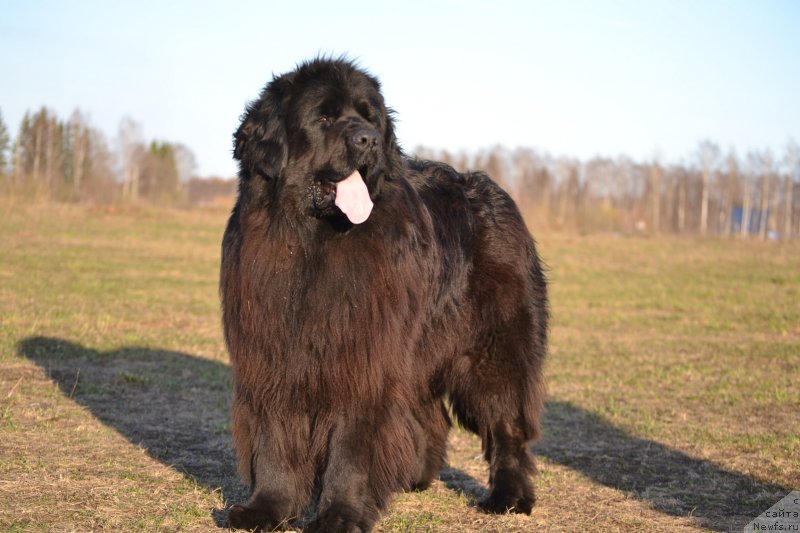 Фото: ньюфаундленд Uil'yam Naslednik Trona (Уильям Наследник Трона)