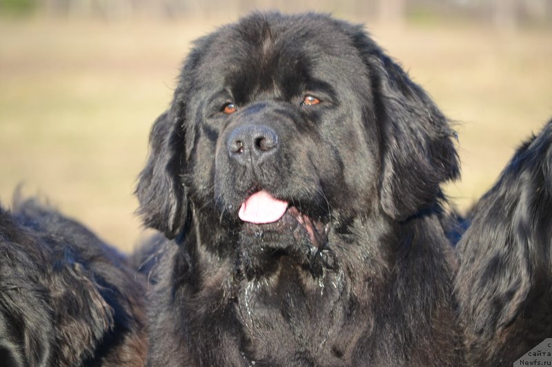 Фото: ньюфаундленд Skarlet O'Hara (Скарлет О'Хара)