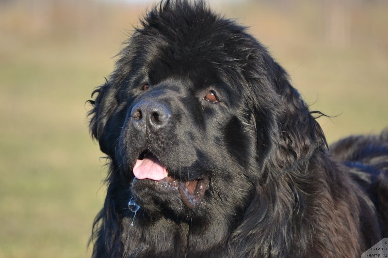 Фото: ньюфаундленд Aquatoriya Kelvin Sharliz (Акватория Келвин Шарлиз)