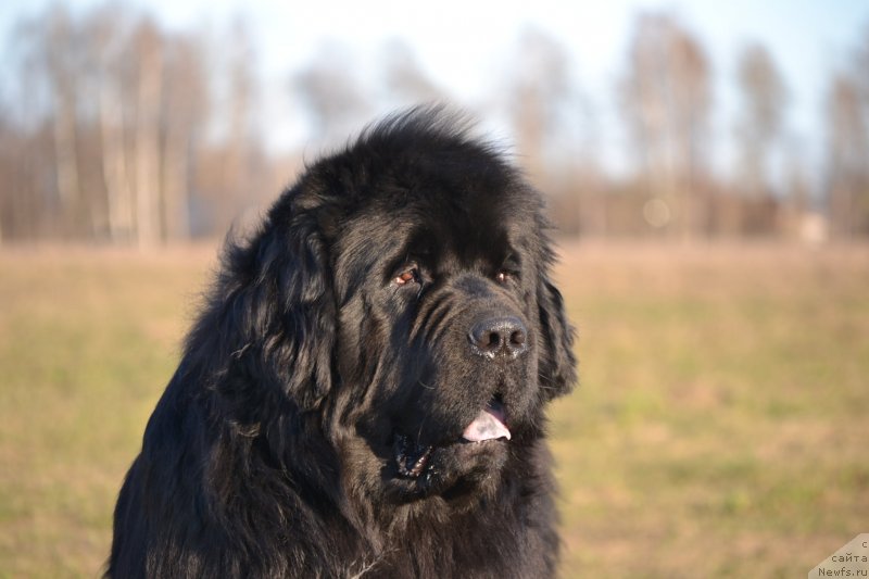 Фото: ньюфаундленд Simbad Pokoritel' Morey (Симбад Покоритель Морей)