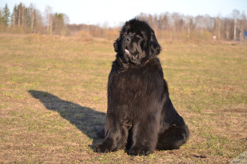 Фото: ньюфаундленд Simbad Pokoritel' Morey (Симбад Покоритель Морей)