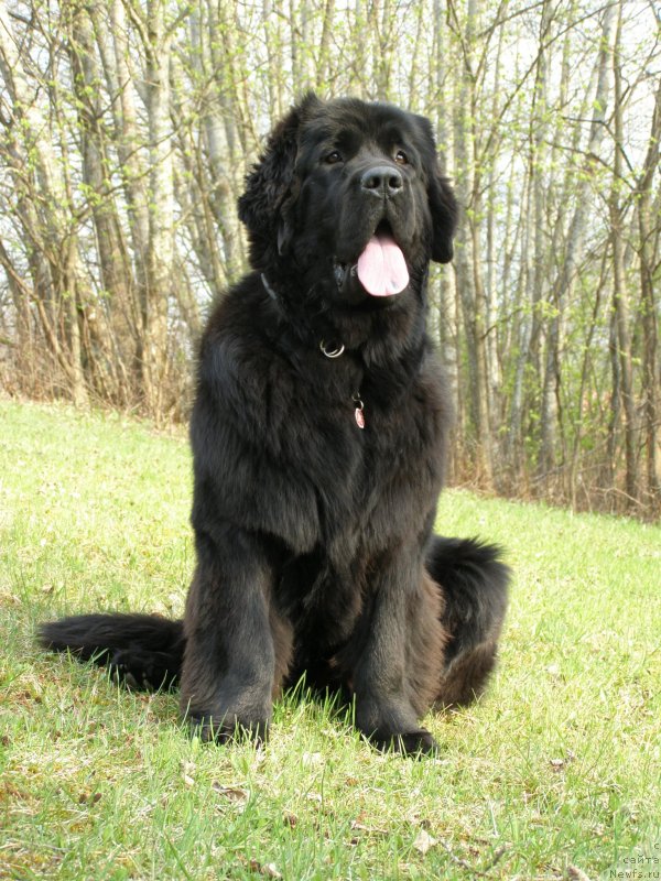 Фото: ньюфаундленд Chernaya Mafia Maybe She Will (Черная Мафия Маубе Ше Вилл)